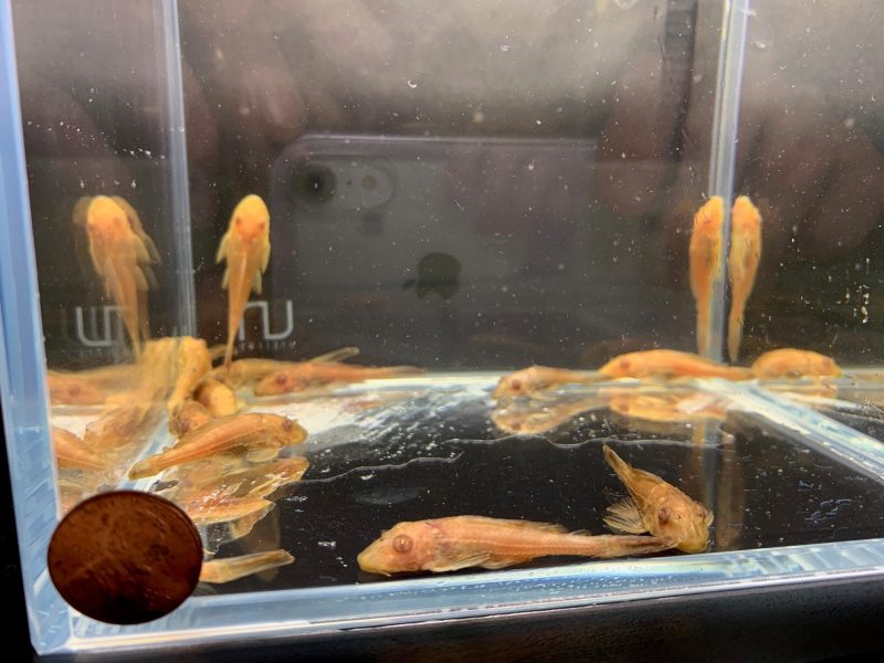 golden pleco 2 inch 234931