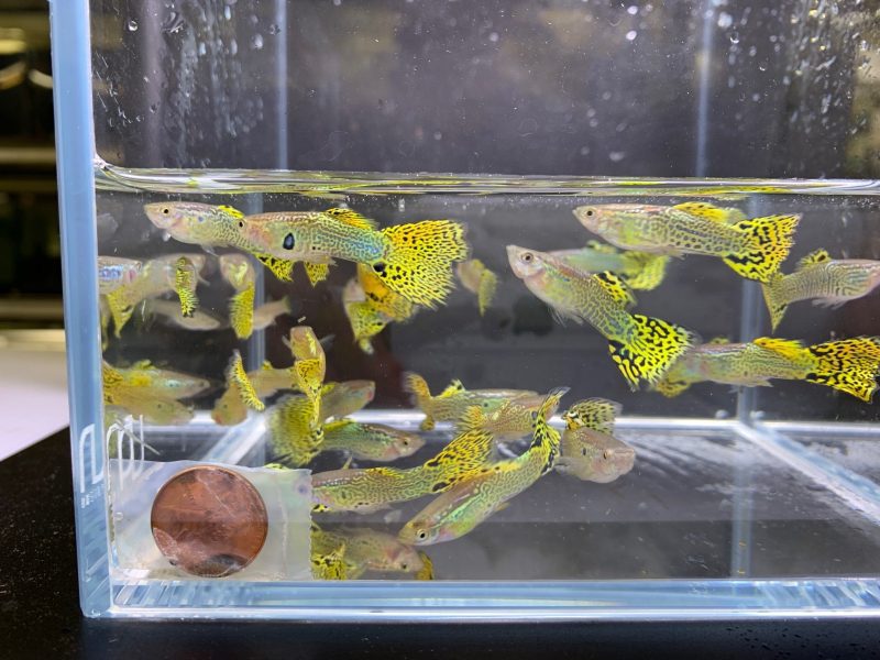 green cobra guppy males 704700