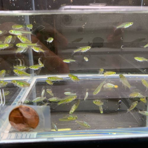 green neon rasbora 388710