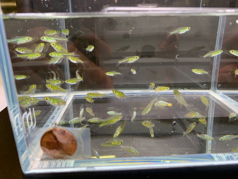 green neon rasbora 388710