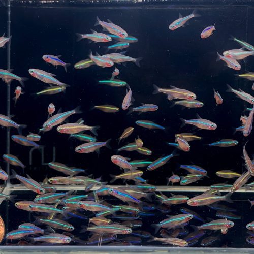 green neon tetra 313529