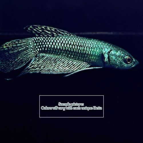 greenturquoise alien betta 383260