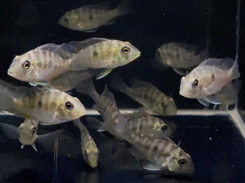 gymnogeophagus balzanii 404396