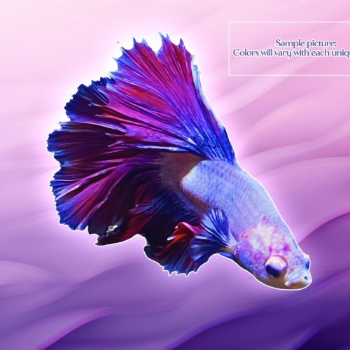 half moon betta male 495908