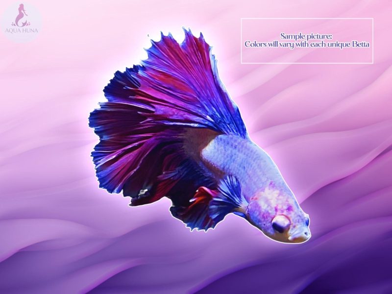 half moon betta male 495908