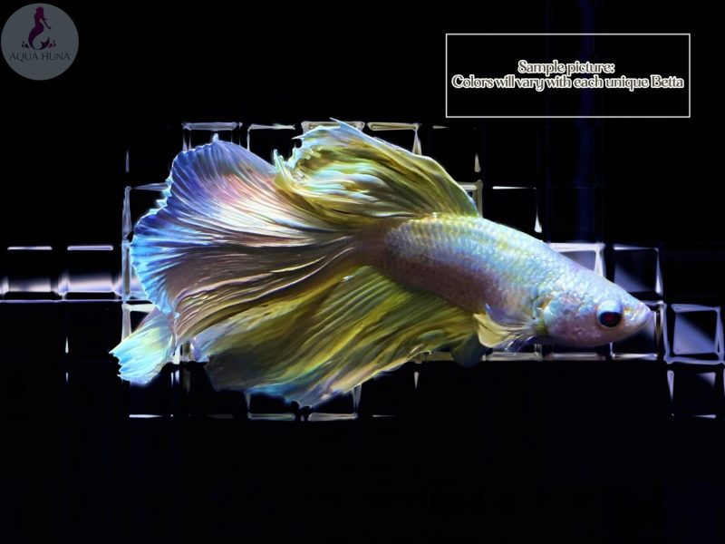 half moon betta male 550978