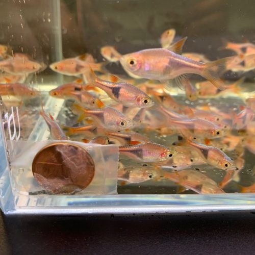 harlequin rasbora size m 225824