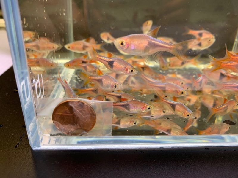 harlequin rasbora size m 225824