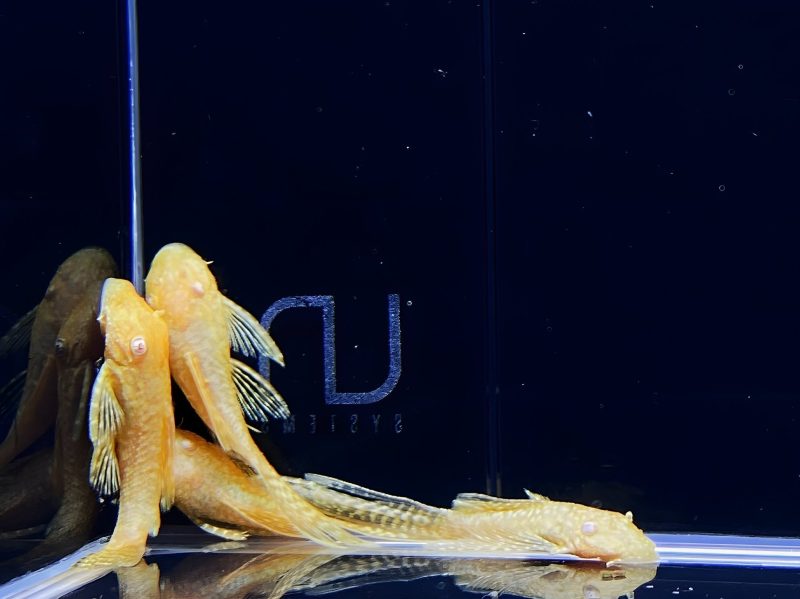 hi fin albino yellow bristlenose pleco 125 2 777441