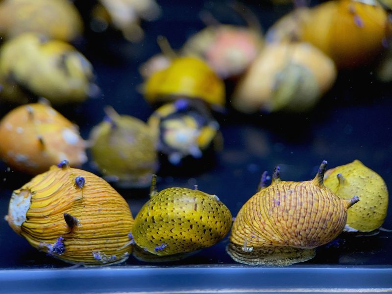 horned nerite snail assorted 238152