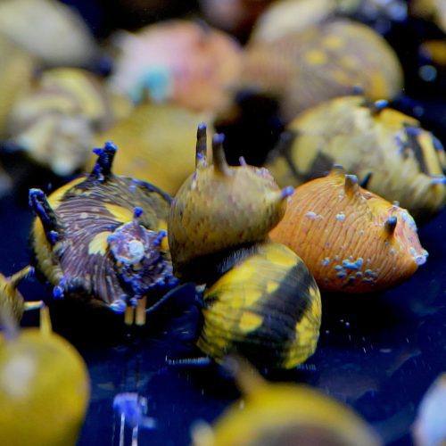 horned nerite snail assorted 736176