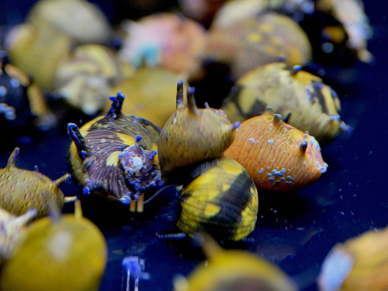 horned nerite snail assorted 736176