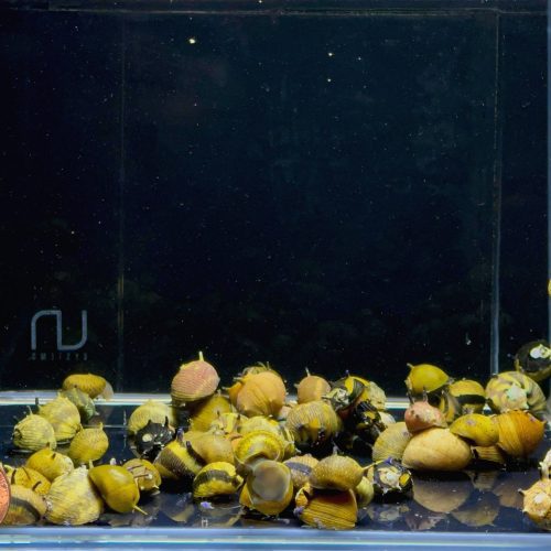 horned nerite snail assorted 815342