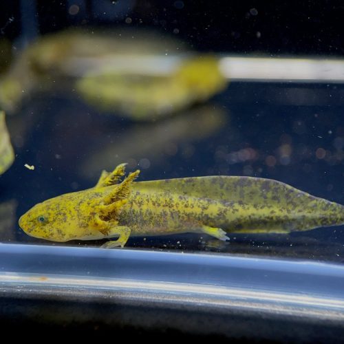 hybrid andersoni axolotl 677724