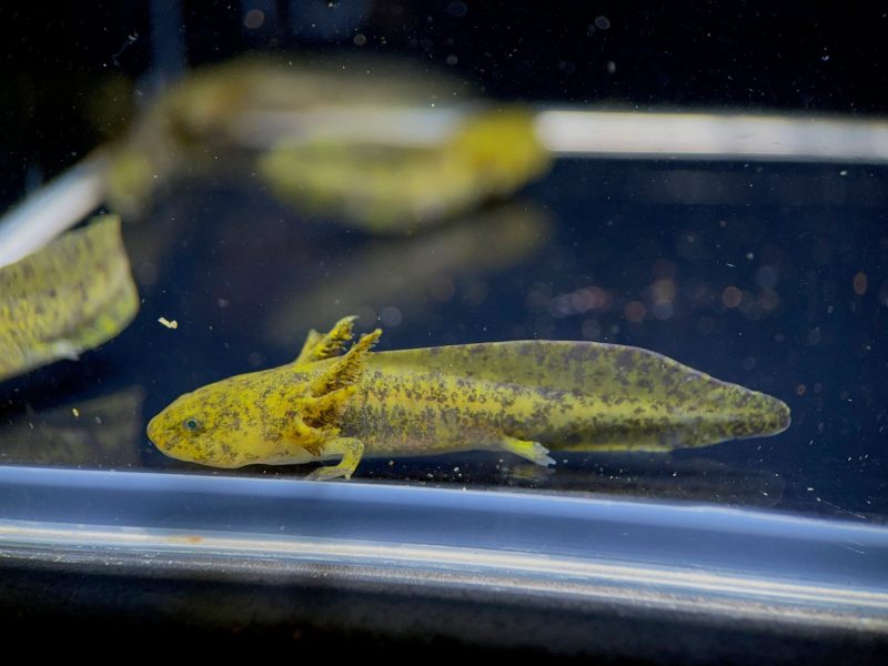 hybrid andersoni axolotl 677724