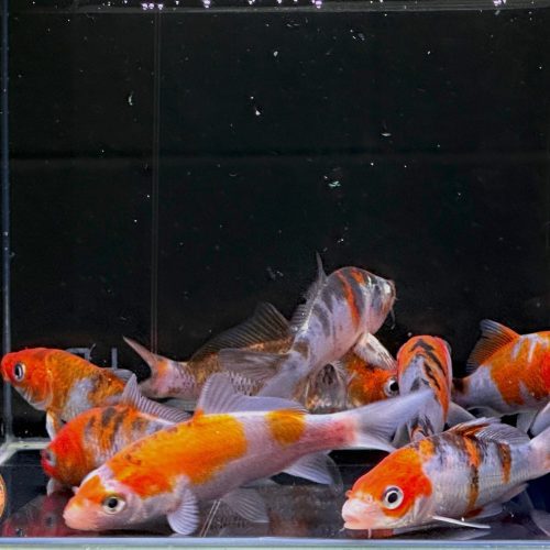 imported sanke koi 3 inch 244160