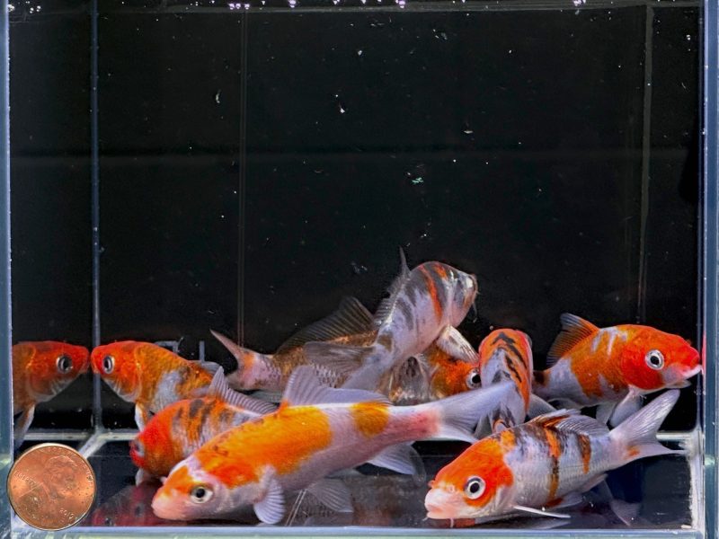 imported sanke koi 3 inch 244160