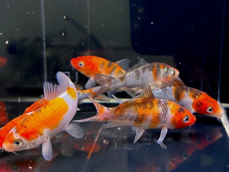 imported sanke koi 3 inch 994763