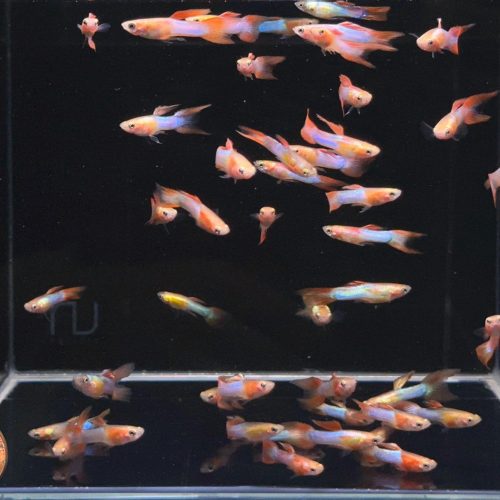 japan blue double sword guppy males 130472