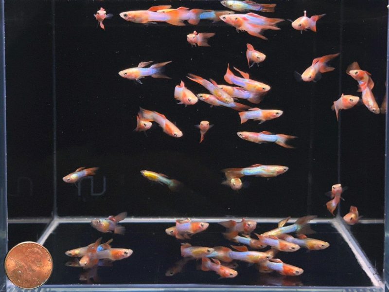 japan blue double sword guppy males 130472