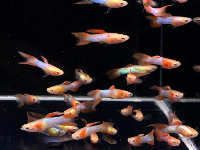 japan blue double sword guppy males 203323