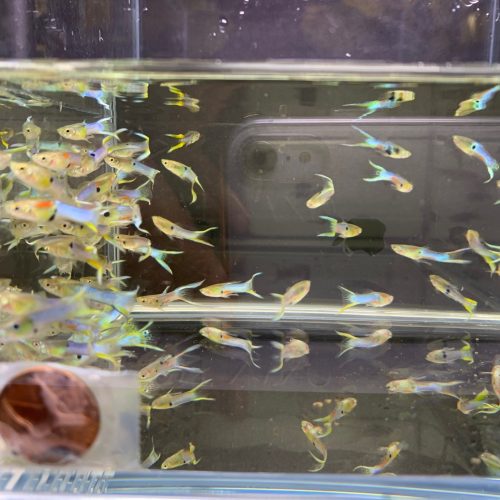 japanese lyretail guppy males 274525