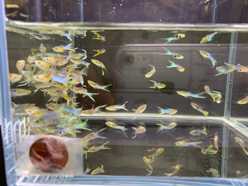 japanese lyretail guppy males 274525