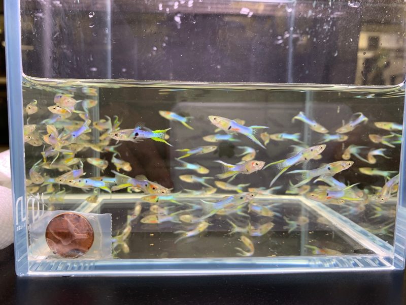 japanese lyretail guppy males 953675