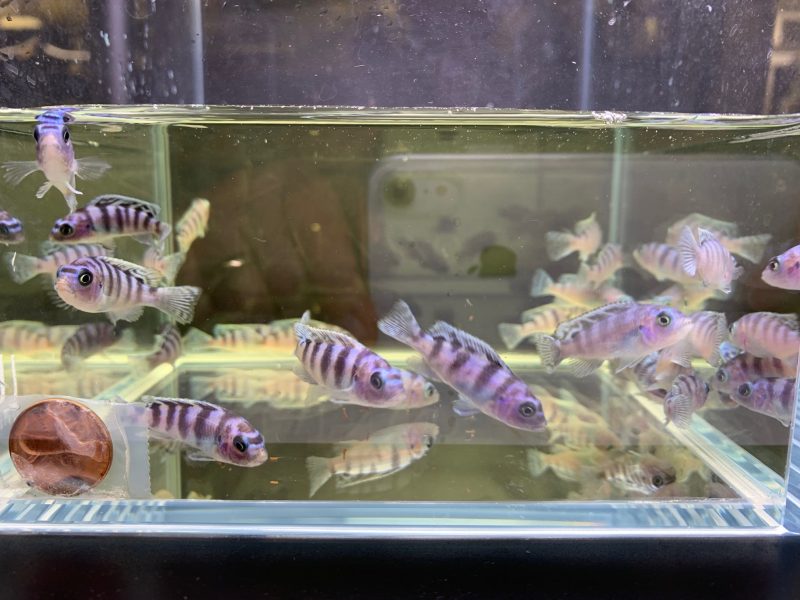 kenyi cichlid 507050