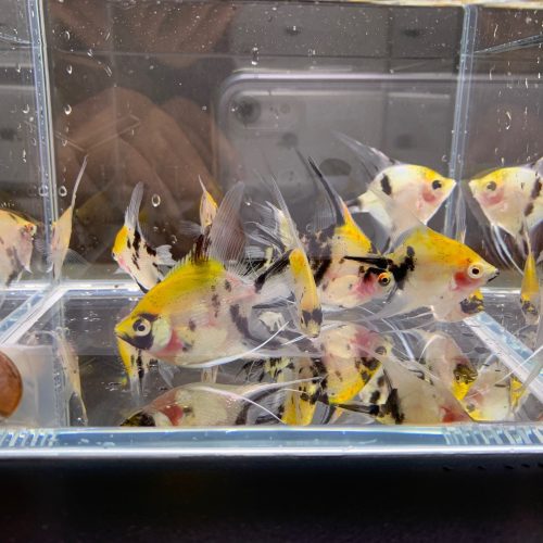 koi angelfish size small 548816