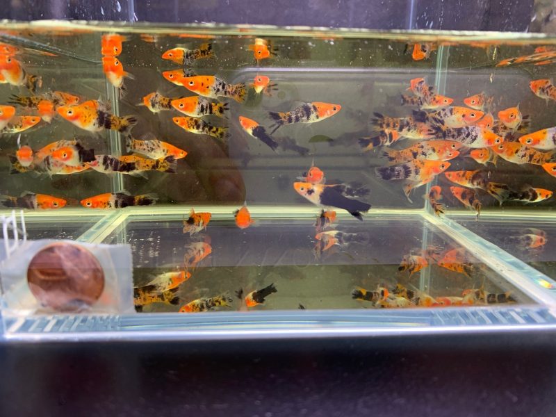 koi swordtail 800198