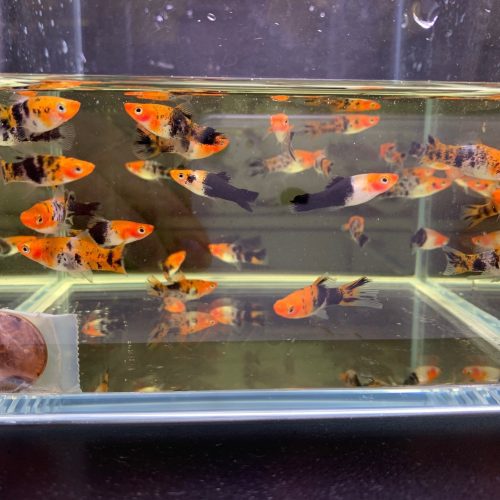 koi swordtail 832467