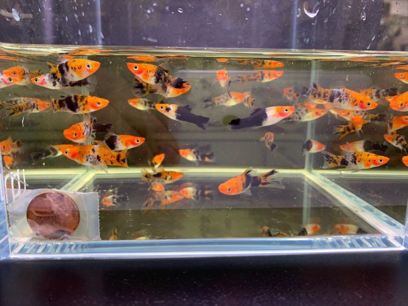 koi swordtail 832467