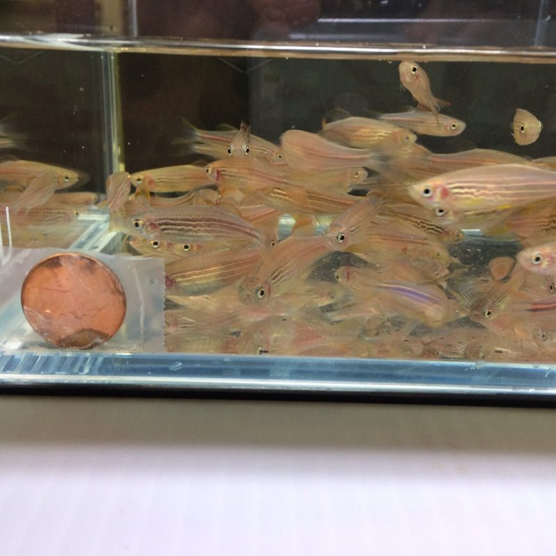 kyathit danio 102590