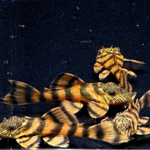 l397 alenquer tiger pleco 587703