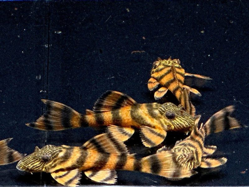 l397 alenquer tiger pleco 587703