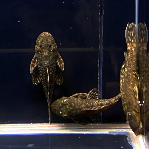 l519 honeycomb bristlenose pleco size small 563524