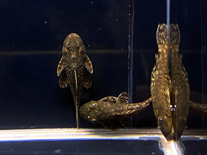 l519 honeycomb bristlenose pleco size small 563524