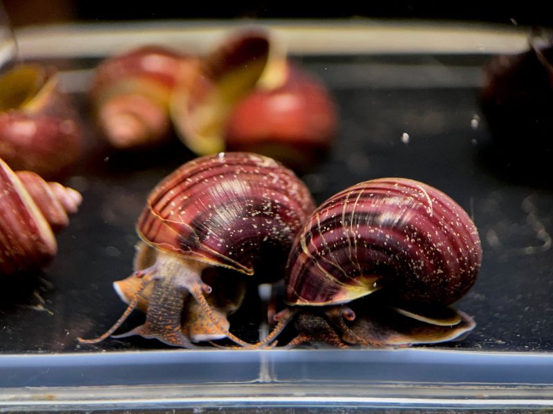 lavender mystery snail 771267