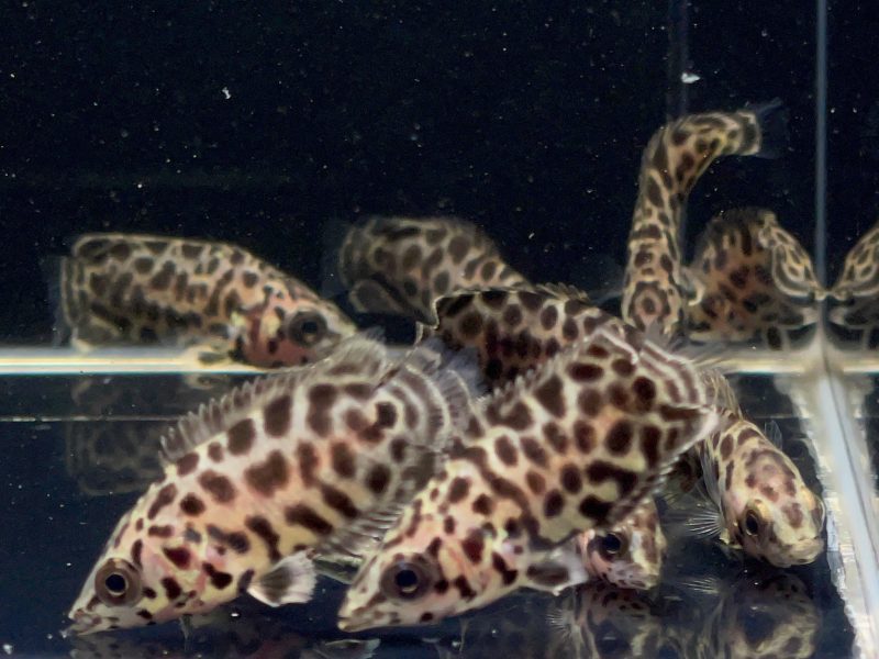 leopard ctenopoma 916619