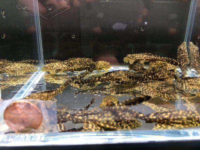 leopard sailfin pleco 784275