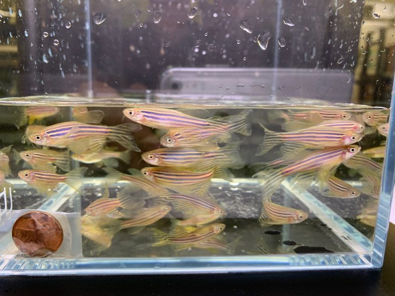 longfin zebra danio 137630