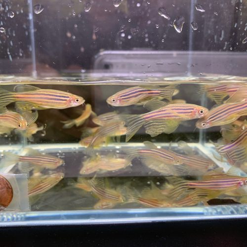 longfin zebra danio 828495