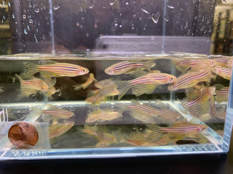 longfin zebra danio 828495