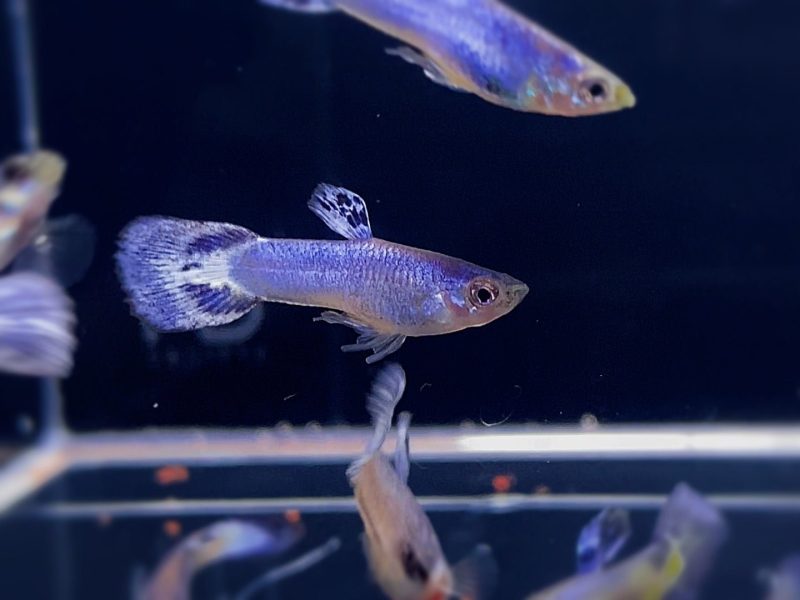 luminous purple guppy males 299484