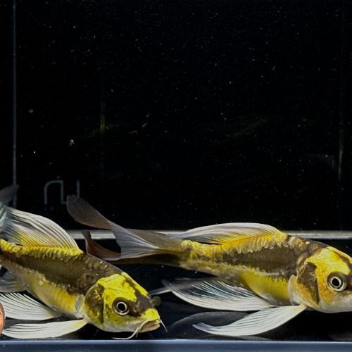 mayan butterfly koi 4 5 inch 995539