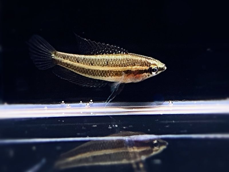 moonspot licorice gourami 567040