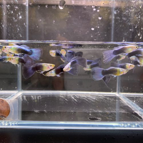 neon blue metallic guppy males 149744