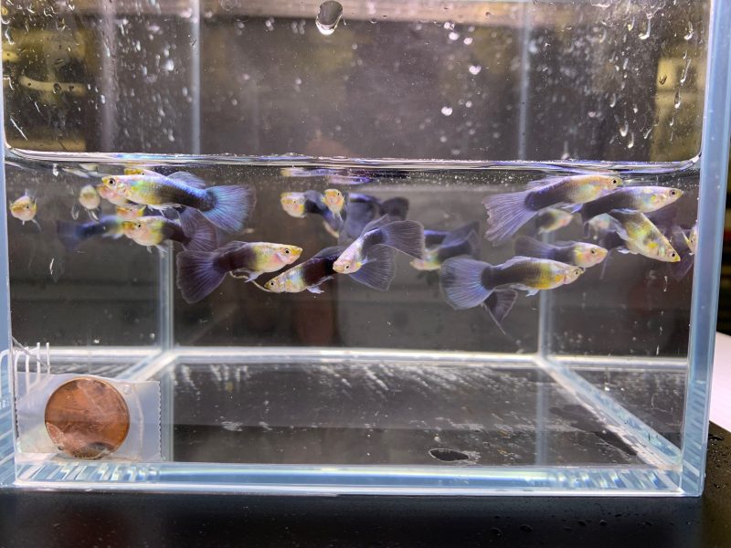 neon blue metallic guppy males 149744