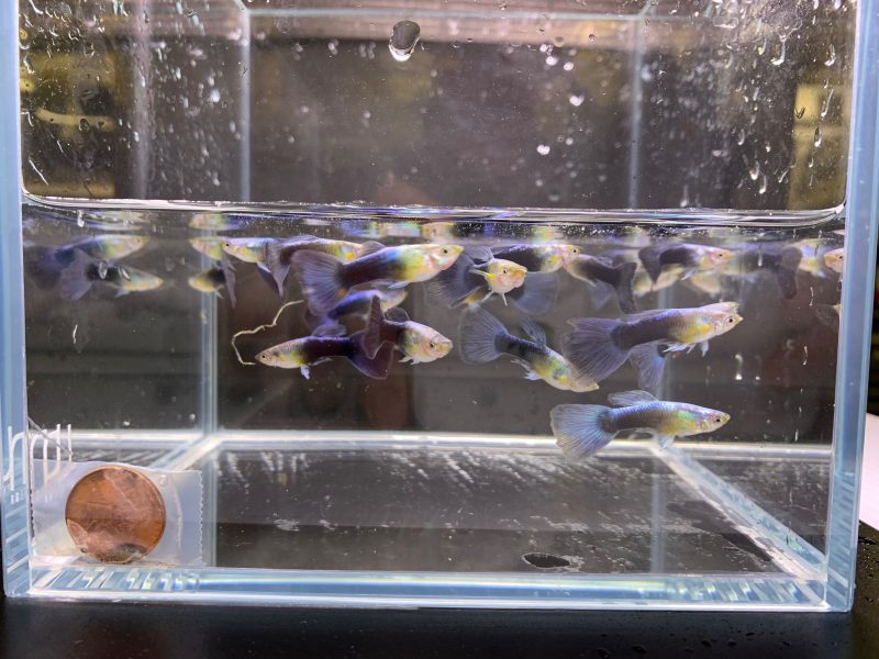 neon blue metallic guppy males 166462